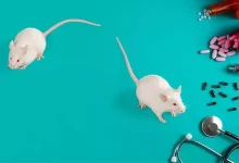 بهبود آنزیمهای کبدی در موش های دیابتی