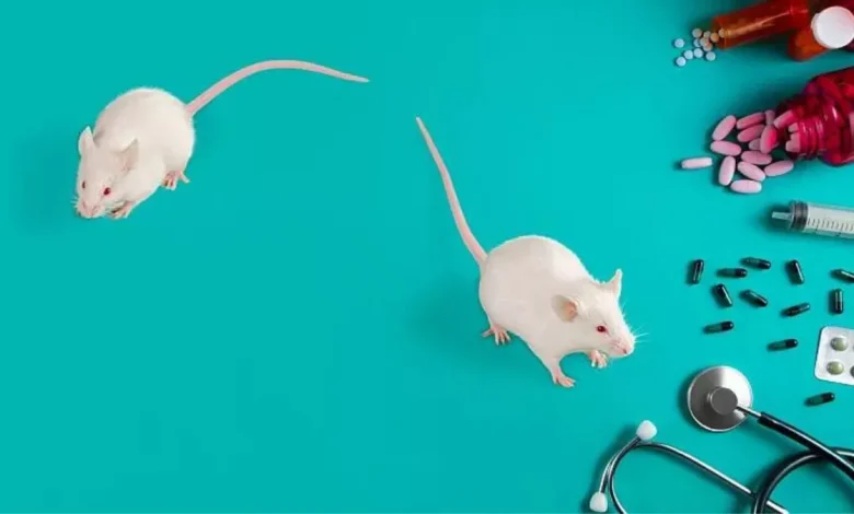 بهبود آنزیم‌های کبدی در موش های دیابتی