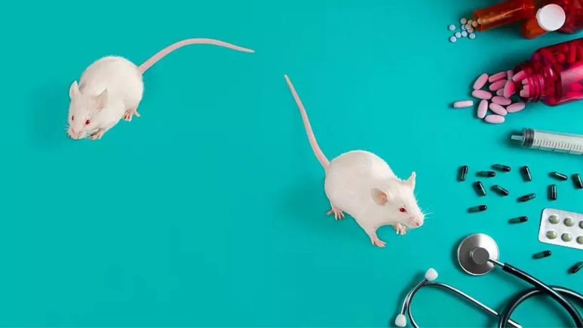 بهبود آنزیم‌های کبدی در موش های دیابتی