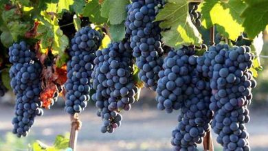 انگور ارگانیک