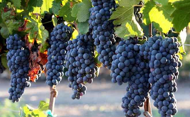 انگور ارگانیک