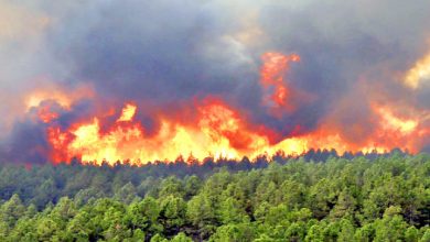 گیاهان پرستار