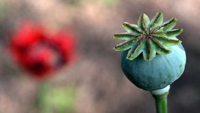 رابطه مصرف تریاک و سرطان